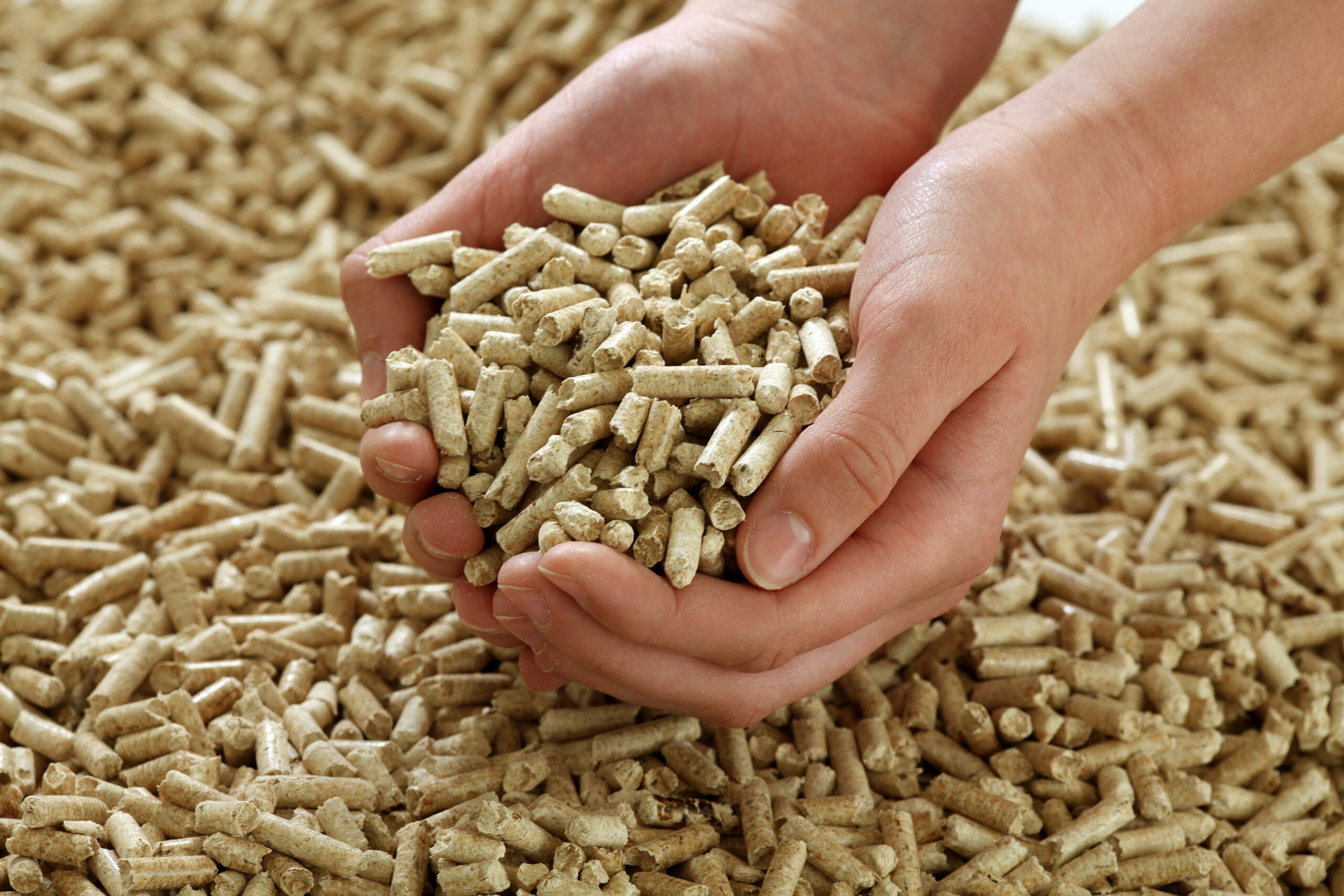 Biomass pellets shown with a plant, produced by the top biomass pellets manufacturers in india: Quality Bio